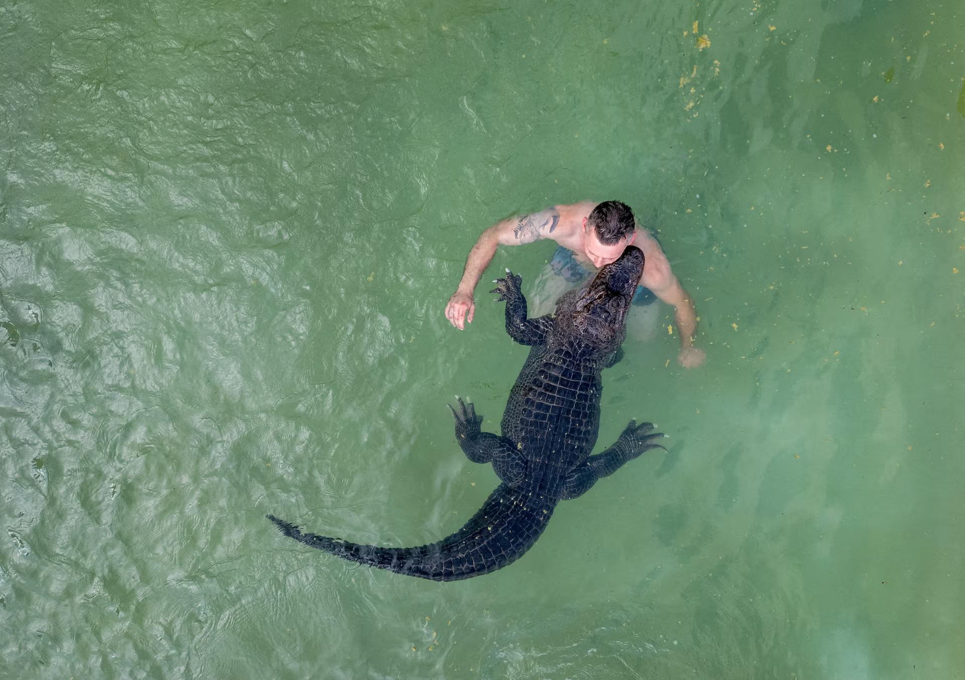 A man takes a swim with an American alligator in an outdoor pool.