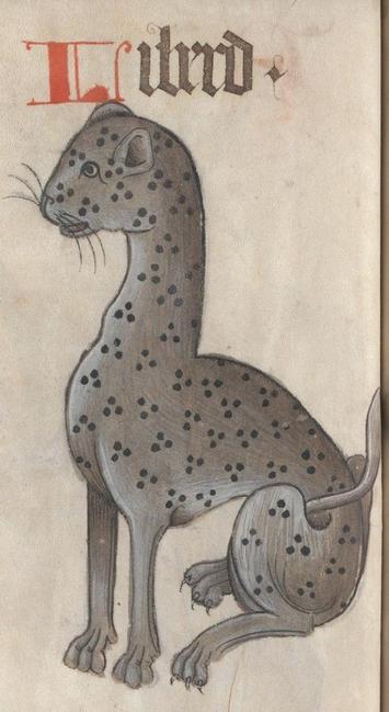 Under the gothic text of "Liberd", a sitting grey spotted leopard is shown. Its black spots are shown in triangular groups of three and it has long whiskers. It is very thin and sleek with a long neck and long thin tail. It is beautifully drawn. Image from Yale Center for British Art, Folio C 2014 4 (Helmingham Herbal and Bestiary), folio 19v.