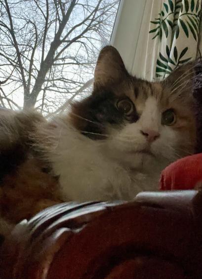 Selfie einer dreifarbigen norwegischen Waldkatze. Aufgenommen auf meinem Schoß. Es ist noch nicht ganz hell, doch durchs Fenster hinter der Katze ist ein kahler Baum vorm Morgenhimmel zu sehen. Ganz vorne, unten im Bild, eine geschnitzte Sessellehne.