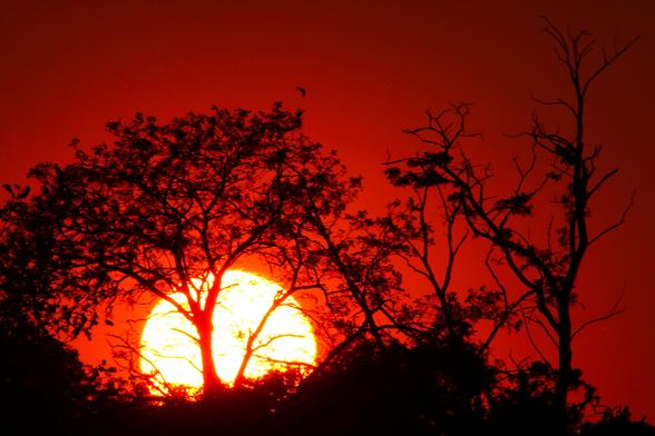 Photograph of a large white sun against an orange sky with trees in silhouette in front of the sun and sky.