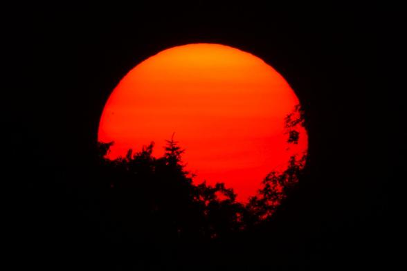 Photograph of a large red sun against a black sky with trees in silhouette along its bottom.