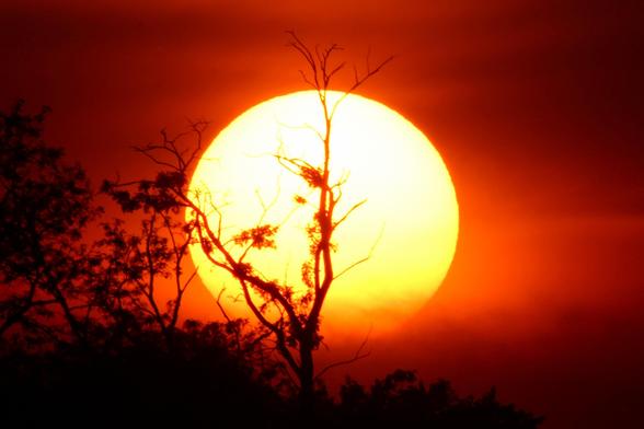 Photograph of a large white sun against an orange sky with a tree in silhouette in front of the sun and sky.