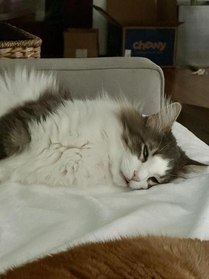 Thor, a fluffy grey and white bicolor half-Ragdoll cat, sleeping on a cream blanket on a grey sofa with his eyes partially open and his tongue sticking out in a little blep. He looks completely relaxed and blissed out. 