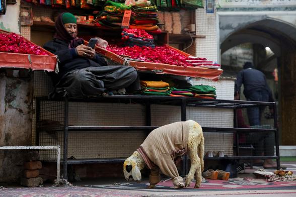 A sheep in a sweater wanders near the shrine of the Sufi saint Nizamuddin Auliya on a cold winter morning.
