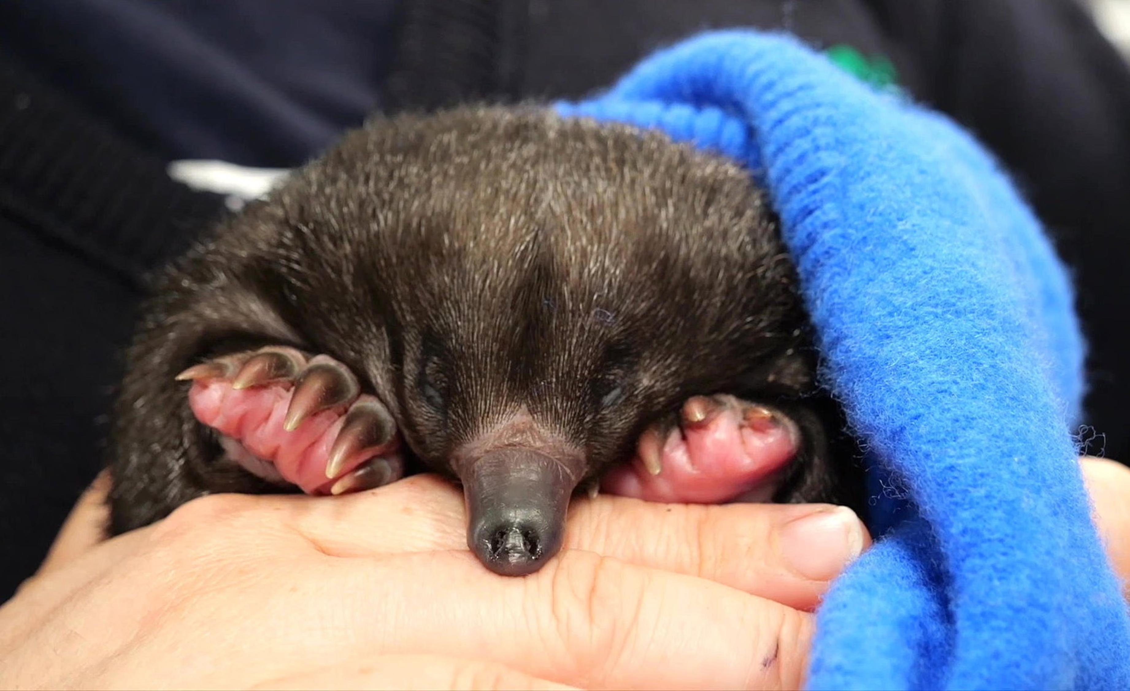 An orphaned puggle, covered by a blanket.
Staff at Healesville sanctuary say the discovery of two puggles at once is rare, reflecting how easily wildlife can be affected by renovations. One of the youngsters is being cared for by a volunteer wildlife carer, and the other is being nurtured until its spines have developed.