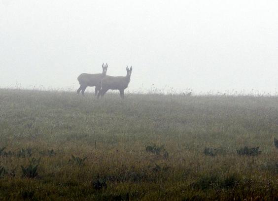 Dans les Vosges, deux chamois apparaissent dans la brume, regards tournés vers l'objectif.
