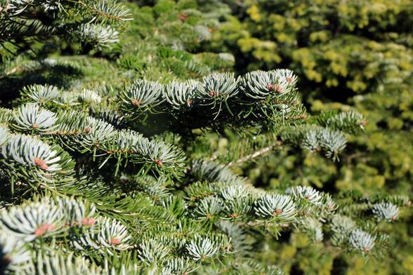 Detall d'un avet conreat a les Guilleries (ACN/Xavier Pi)