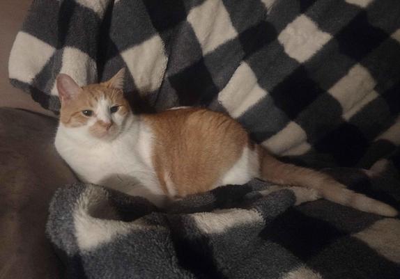 Orange and white tabby laying on a soft blanket, staring off camera with big baby eyes