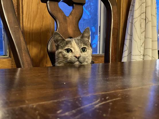 A cat sat at the table like a human.