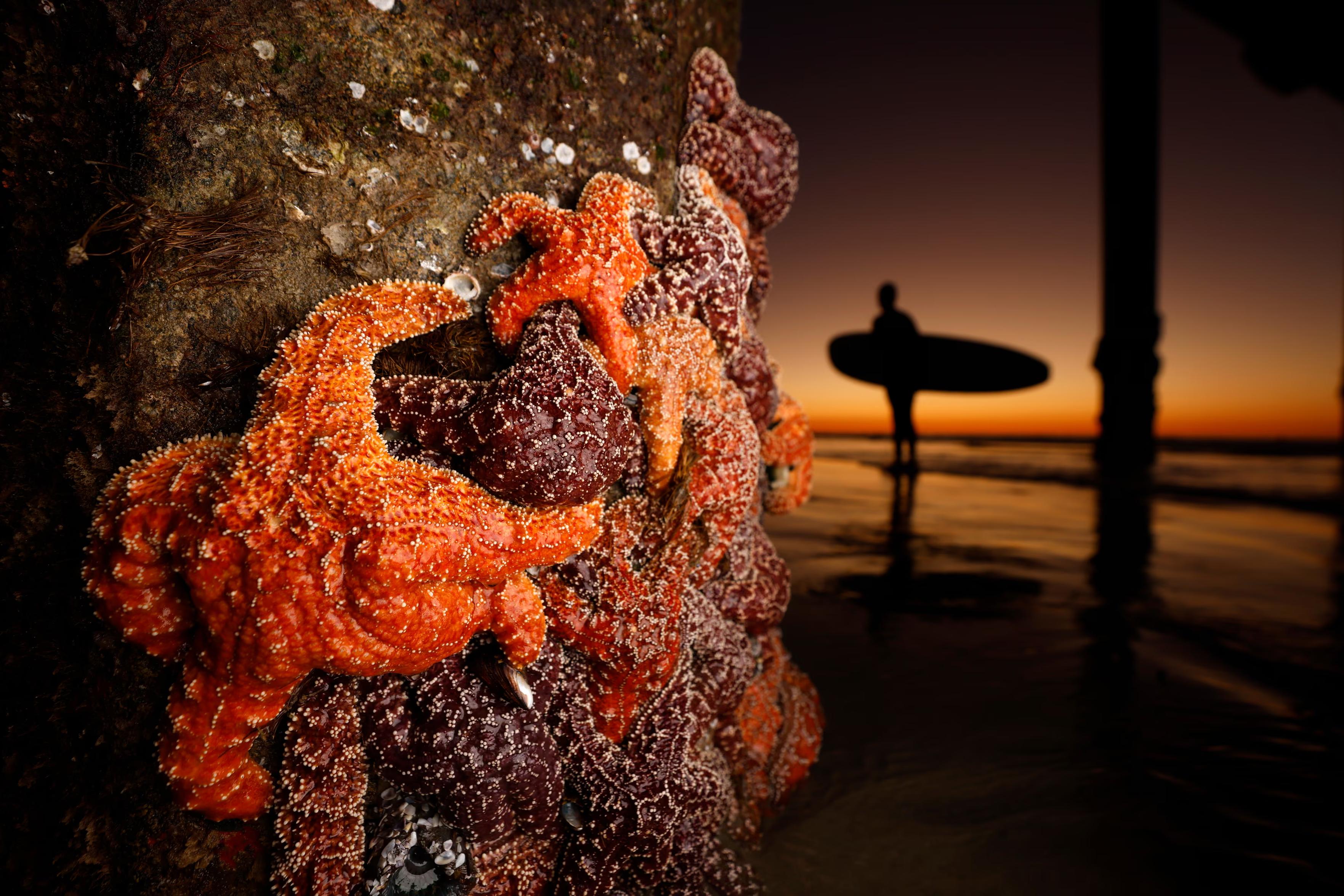 A surfer walks by as #starfish cling to a pillar.