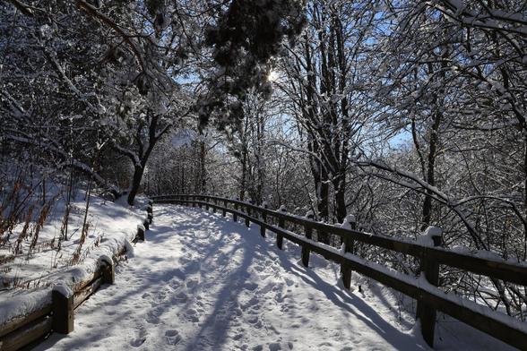 This is a landscape format photo of a snow laden accessible hiking trail in an urban forested area. It was a sunny day, so strong shadows from the trees can be seen on the ground. The trail curves slightly to the left ahead and has a wooded railing along the right hand side. The two wooded boards that make up the railing and the fence posts have snow on top, and many of the tree branches in the area are also snow laden. The sky that can be seen in the background through the trees is an interesting shade of blue. This photo definitely has a winter vibe to it.