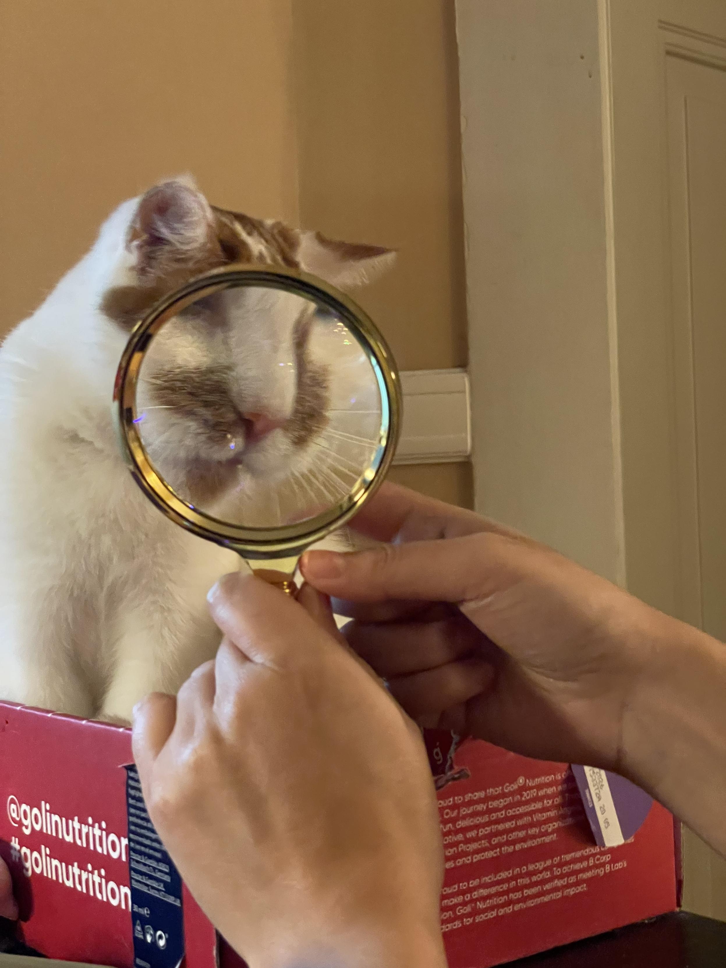 A white cat with orange patches and a pink nose is sitting in a red box on a desk. In front of her is a loupe with 2x magnification, making a part of her cute face appear bigger in a funny way.