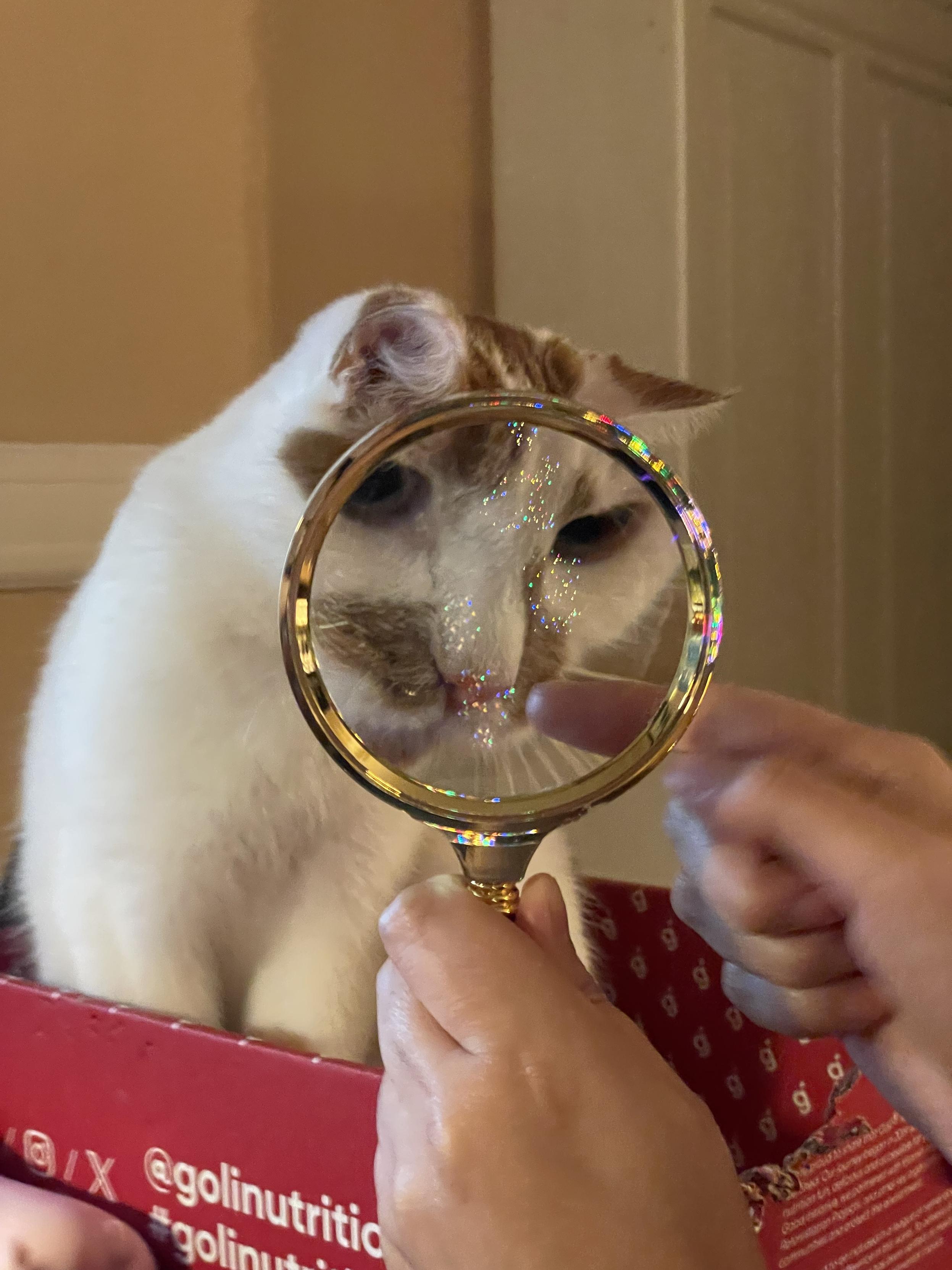 The same cat, in the same situation, but a different angle on the face.