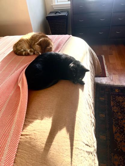 A little one-eyed black cat sits snoozing on a bed with his ginger pal. He casts a shadow with large horns.