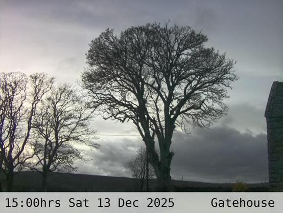 Photograph of sycamore trees against the sky with low hills in the background at 15:00 hrs on Saturday 13 December 2025, located at Gatehouse in Tarset, Upper North Tyne, Northumberland, UK. The immediate forecast is overcast.