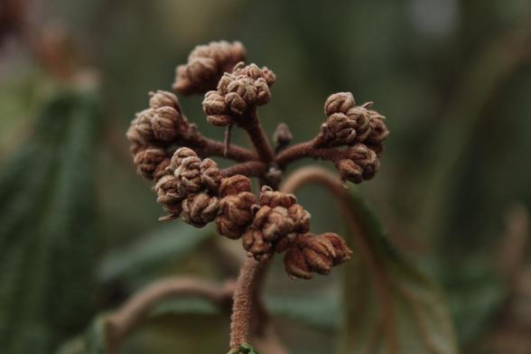 A very close-up image of a plant with a blurred background