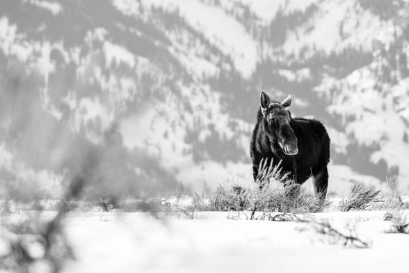 A bull moose standing in the brush and snow of Antelope Flats.