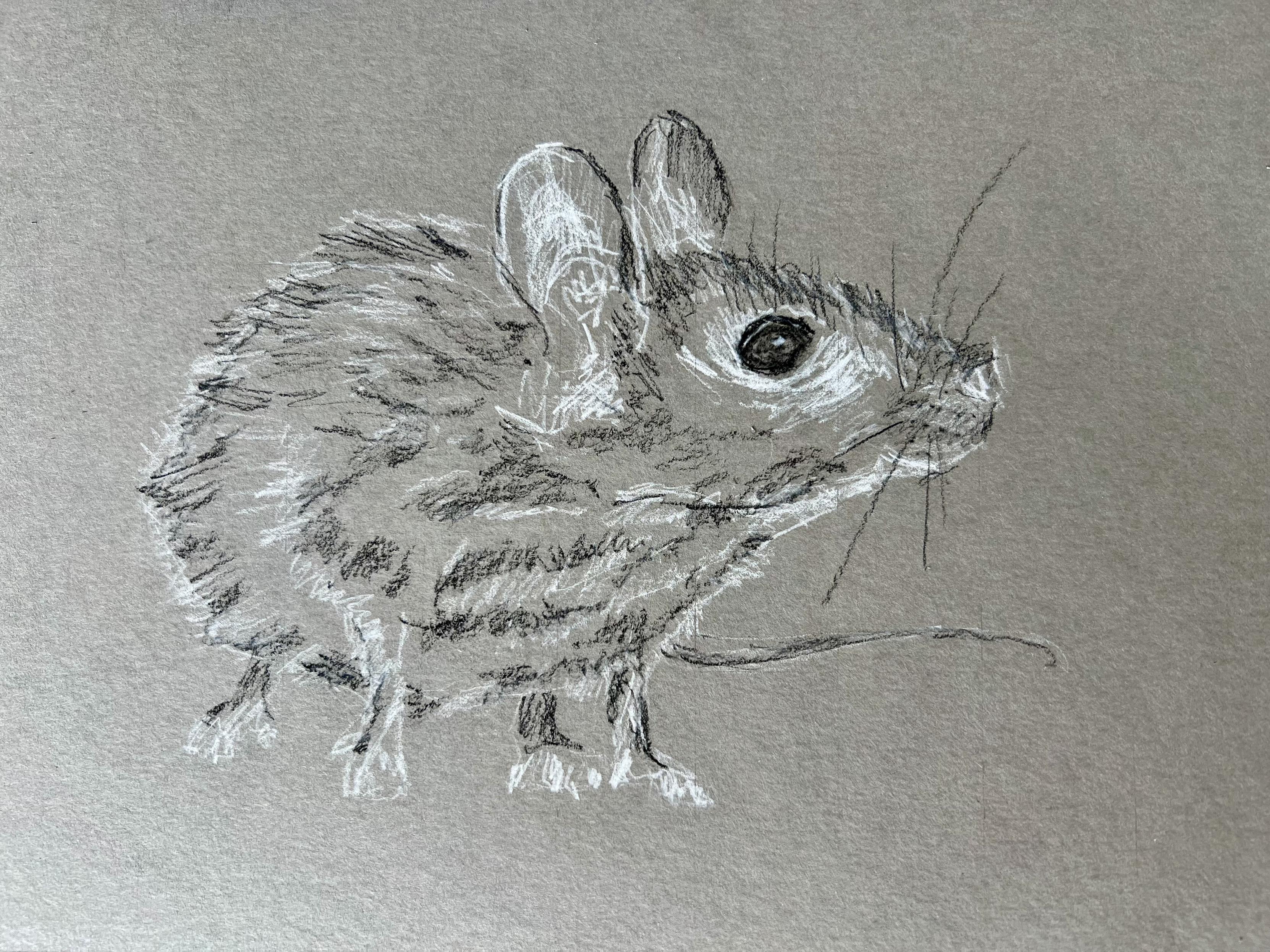 a pencil drawing of a mouse in black and white over gray paper