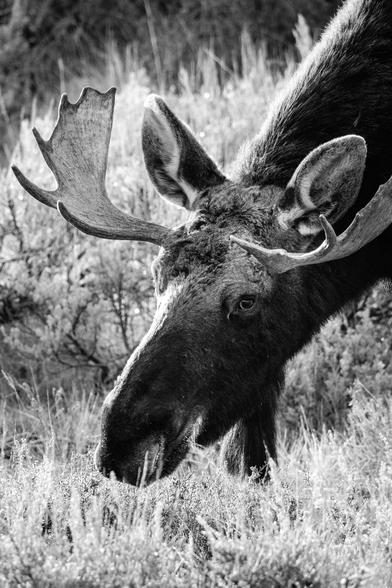A bull moose with small paddles eating some brush and looking in the direction of the camera.
