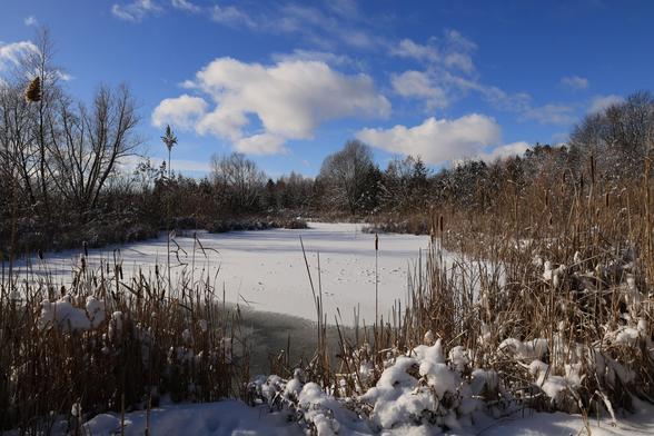 This is a landscape format photo of a mostly frozen pond in a wetland area, after freshly fallen snow. The pond is snow covered over much of its surface area.  The sky is a vivid blue with puffy while clouds in view. Trees encircle the pond and they are coated in snow which has become frozen in place after a quick cool down, following a snowfall of wet snow. This photo has a real wintery feel to it. 