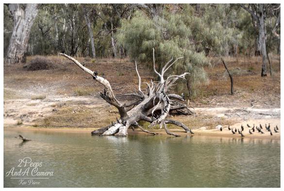 Landscape photograph of a massive, light coloured snag (driftwood) partially submerged in the foreground of the Mildura River.

The snag's roots and branches reach upward, contrasting sharply with the uniform texture of tall, dried reeds immediately behind it. Darker trees form the background above the reeds.