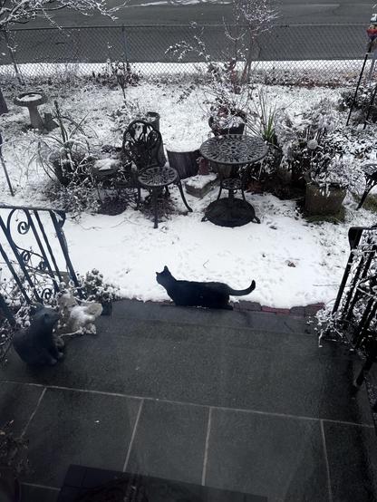A picture of a small black cat at the bottom of some stairs, looking out over a snowy landscape