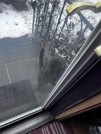 The same black cat now banging on the door to be let back in… In theory