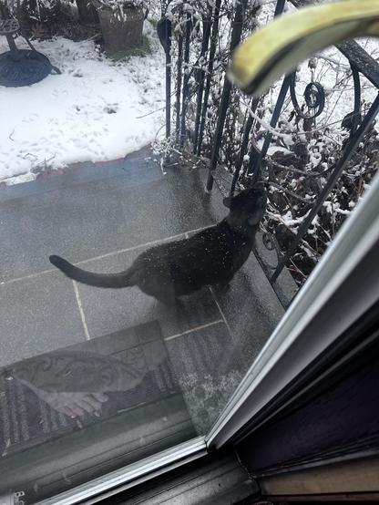Black cat, ignoring opening the door and sniffing some remaining vines that are covered in ice