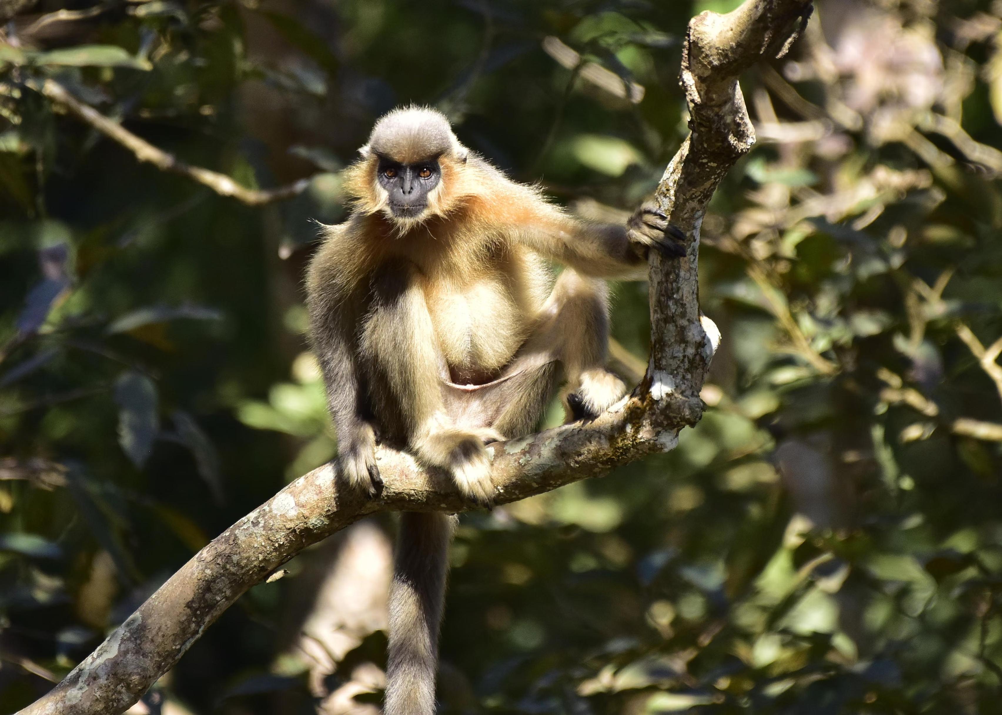 A golden langur.
