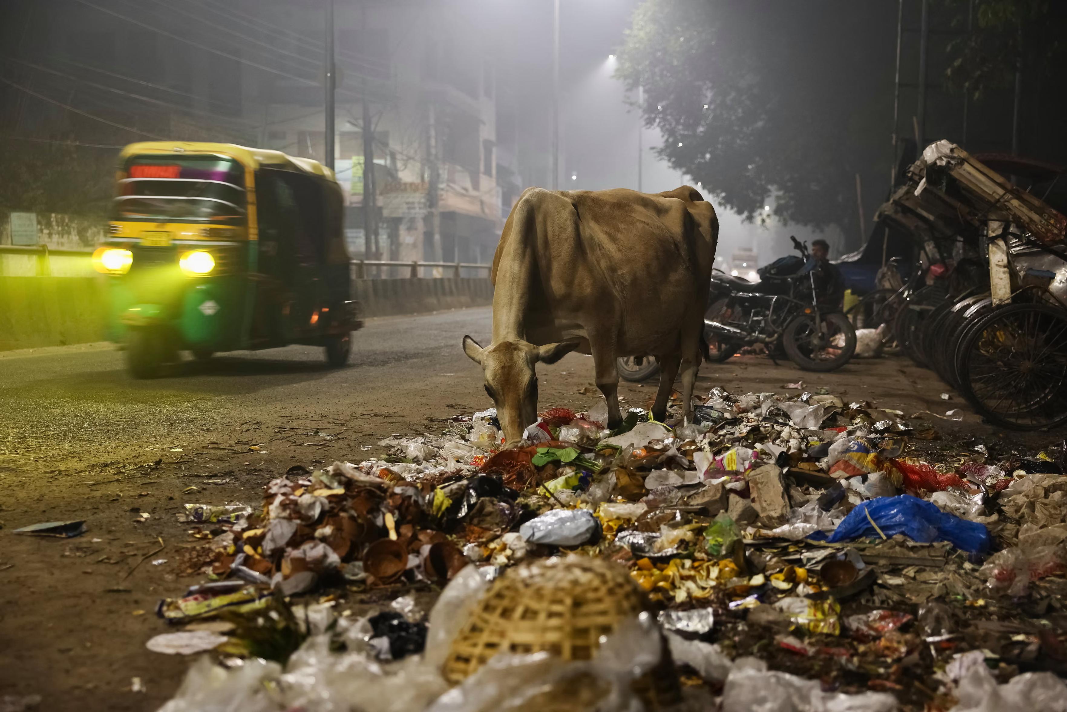A cow feeding on rubbish on the street.