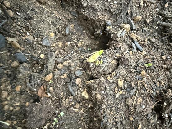 A close-up view of soil with small green sprouts emerging from the ground, surrounded by dirt, pebbles, and organic matter.
