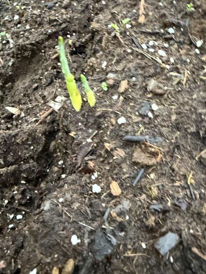 New green sprouts emerging from dark soil, with small pebbles and organic matter visible around them.
