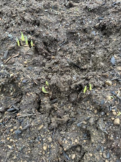 Image shows soil with small green sprouts emerging from the ground, indicating new plant growth.