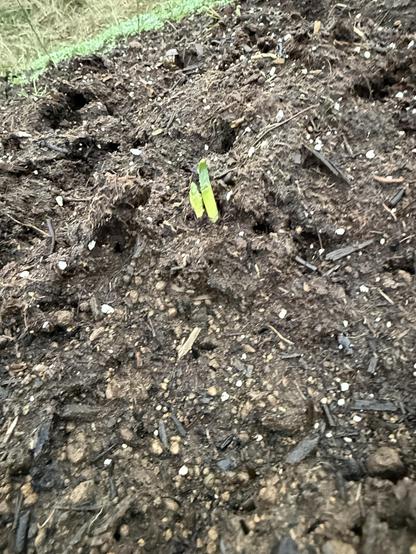 A close-up image of soil featuring small green sprouts emerging from the ground. The earth appears rich and dark, with some organic material and scattered white granules. Clover and native grasses are green in the background. 