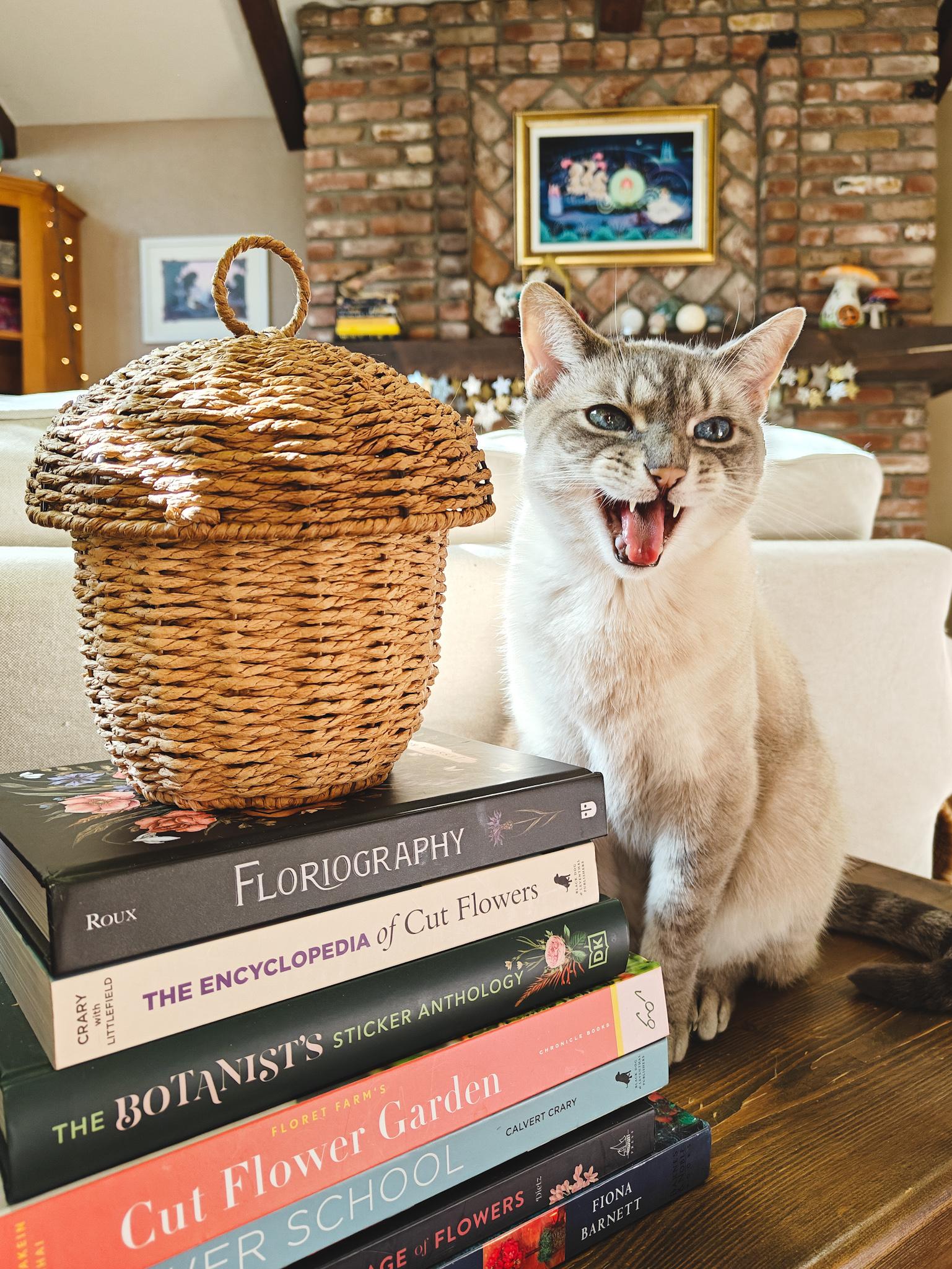 A cat sitting on a wooden bench, next to a stack of books. His mouth is open, mid-meow.