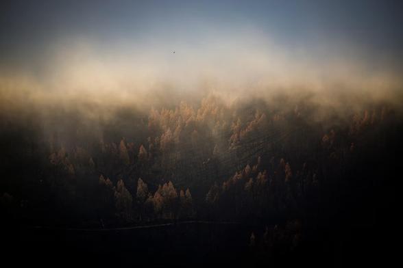 Burned trees are seen through morning mist, in the aftermath of a wildfire.