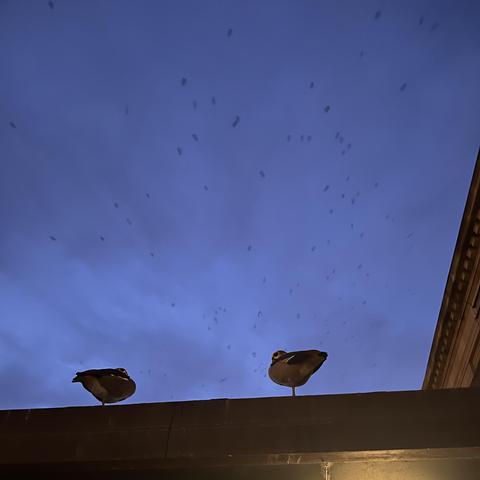 Zwei Gänse sitzen jeweils auf einem Portal. Oben drüber sind im dämmerungsblauen Himmel die Spuren des Krähenschwarms zu sehen.