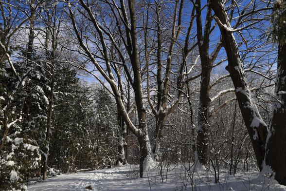 This is a landscape format photo of a winter scene taken along an accessible hiking trail that passes through an urban forest. The trail is flanked by a mix of deciduous and coniferous trees on both sides. A recent snowfall of wet snow followed by a cold snap resulted in snow sticking to many of the tree trunks and branches. This stands out against a background of a vivid blue sky, with a few white clouds. Shadows can be seen across the footprints in the snow on the trail's surface.