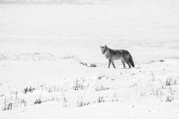 A coyote standing in a snow-covered field at the National Elk Refuge.
