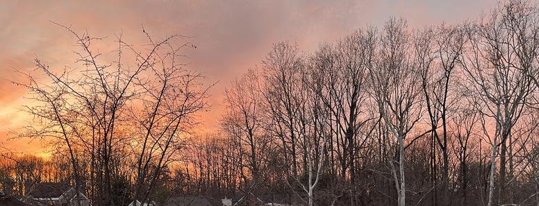trees etched against watercolorish sunset