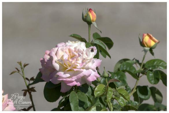 A close up, side view of a beautiful, perfectly formed pink rosebud. The petals are a consistent light to medium pink, tightly wrapped around the centre, and the flower is shown on its stem against a softly blurred, dark green leafy background.