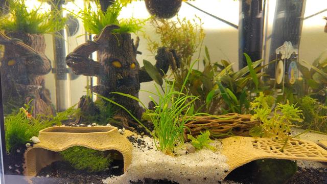 Aquarium with some shrimp and fish