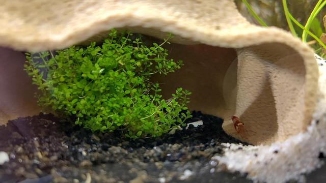 Under water cave with plant and shrimp