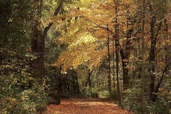 This is a landscape format photo of an autumn scene taking along a flat section of an accessible hiking trail which passes through an urban forest. The trail is about eight feet wide at this point and has deciduous tress on both sides. The tree branches from both sides of the trail form an arch overhead, with the leaves being a vibrant yellow-gold colour. The trail's surface is covered with leaves that have already fallen. This photo definitely has an autumn vibe to it.