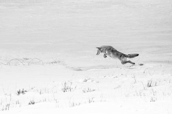 A coyote in a snowy field at the National Elk Refuge, seen in mid-air, pouncing on some prey.