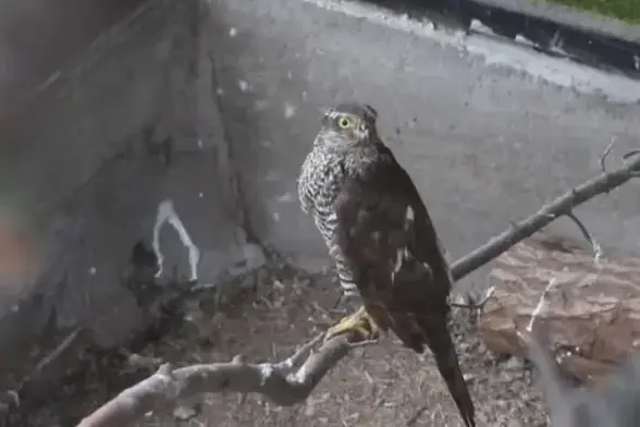 FPVshka recovering after losing a wing attacking a drone