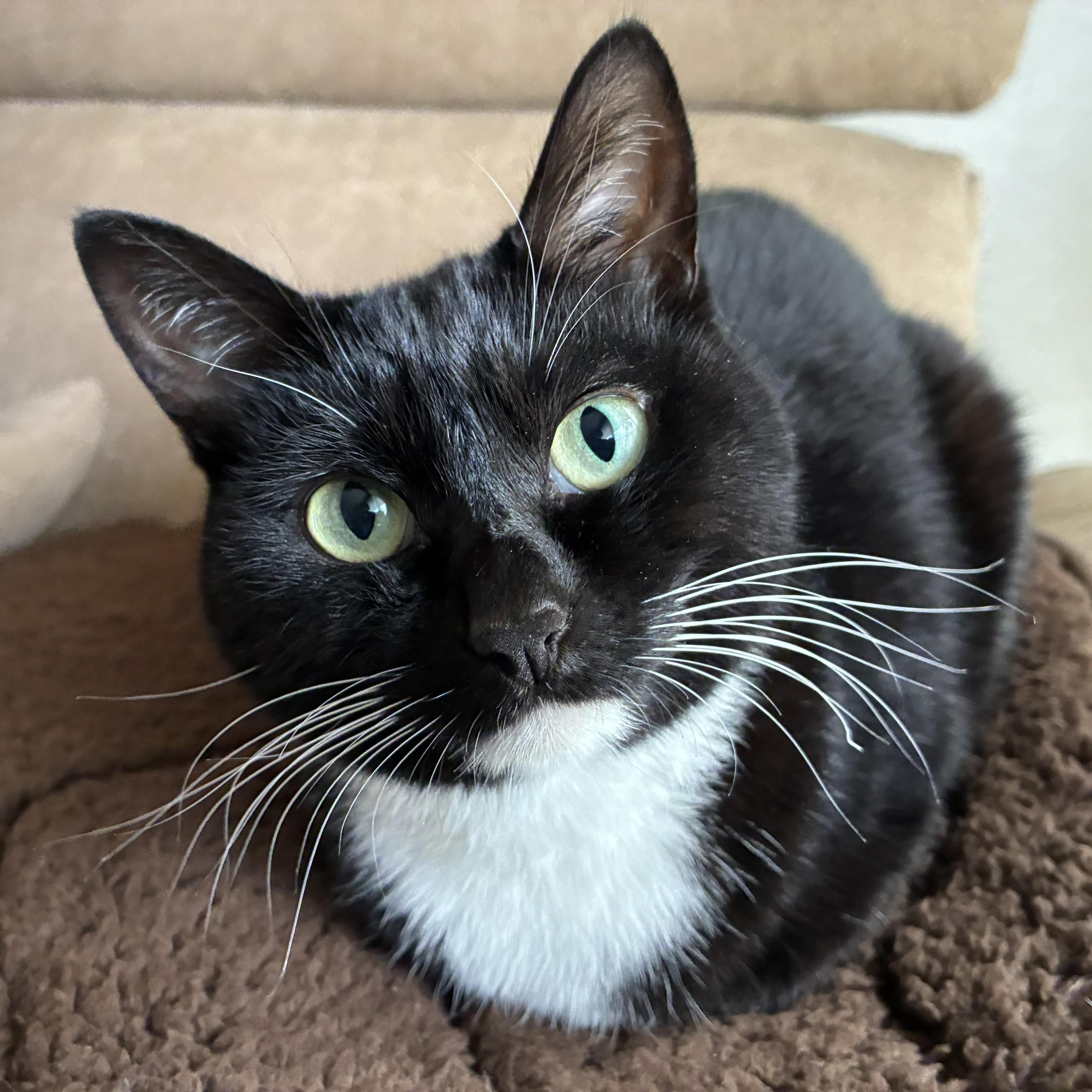 A black and white cat is resting on a brown blanket. Its ears are perked up, and it gazes curiously at the camera.