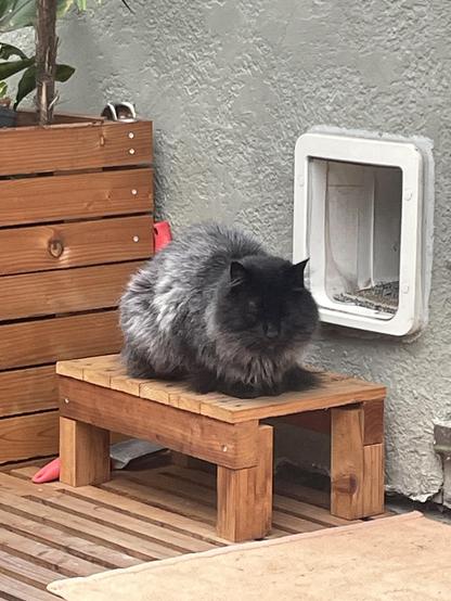 Black cat sitting next to a cat door 