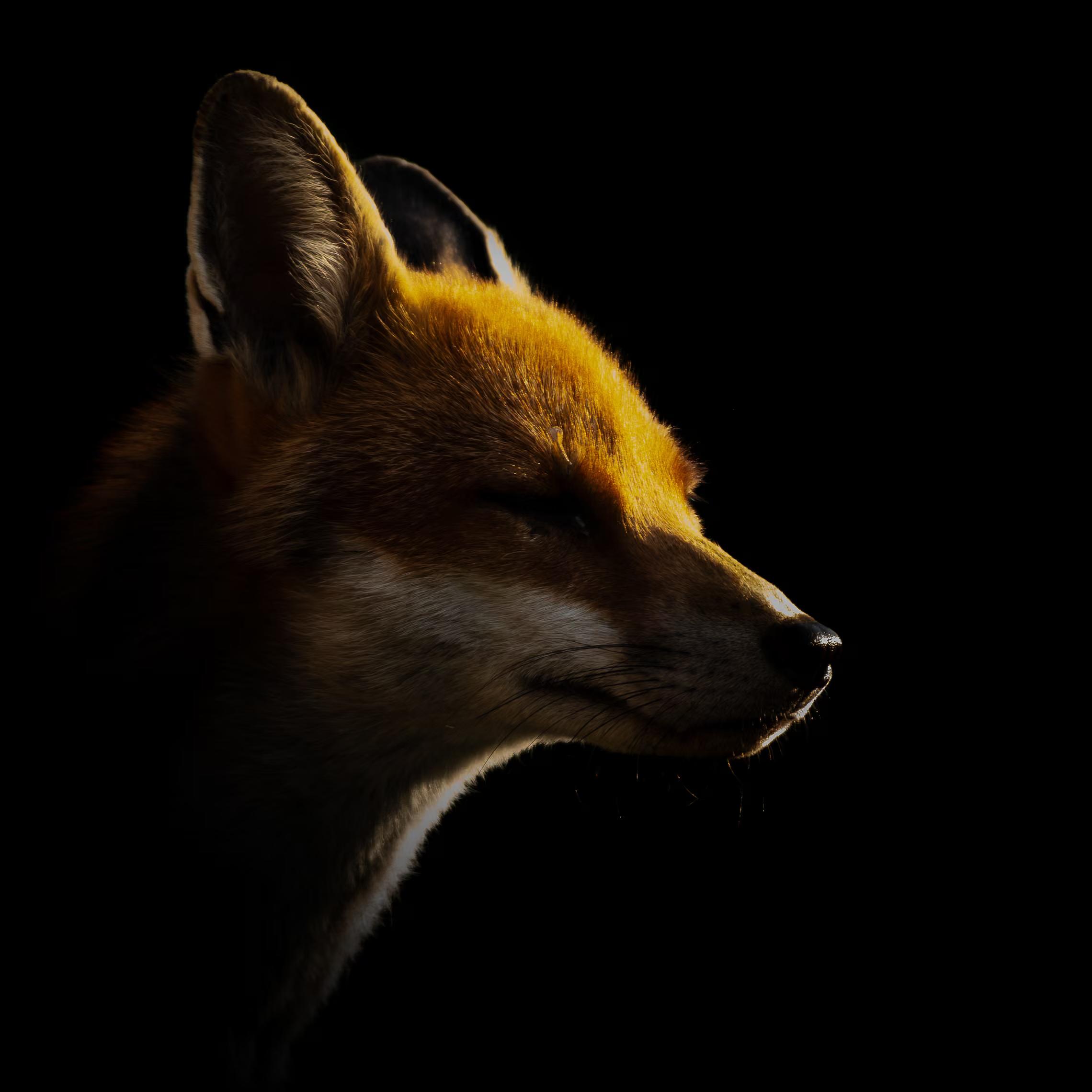 A portrait of a red fox in profile in darkness.