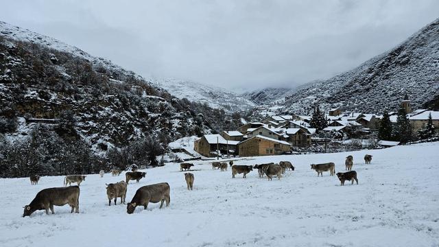 Un ramat de vaques pasturant per Isil després de la nevada (ACN/Marta Lluvich)